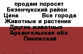 продам поросят .Безенчукский район  › Цена ­ 2 500 - Все города Животные и растения » Другие животные   . Архангельская обл.,Пинежский 